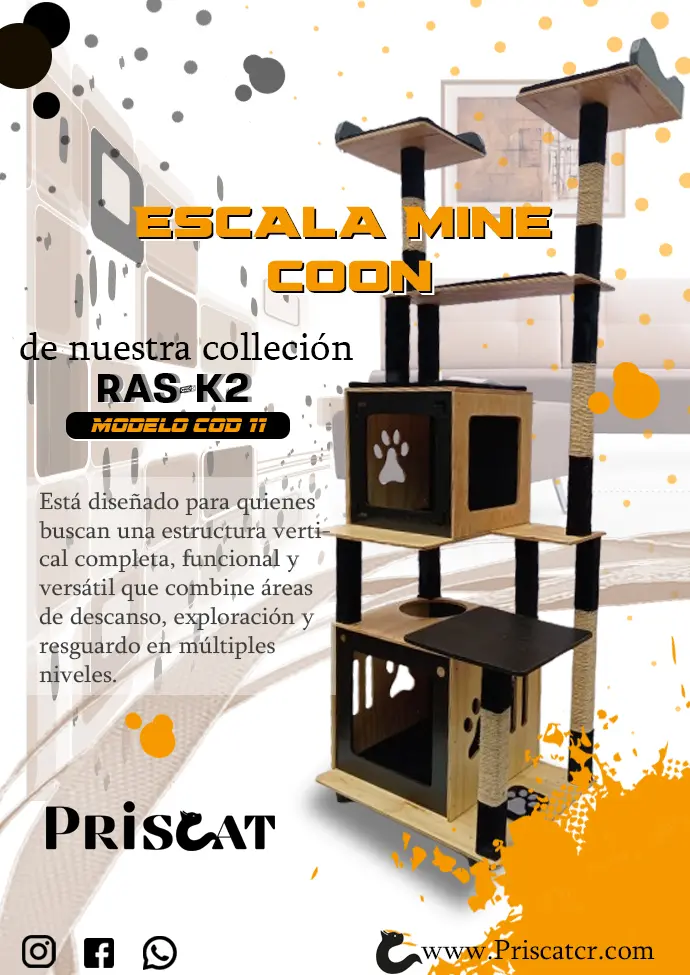 11- A. Escala Maine Coon - YS