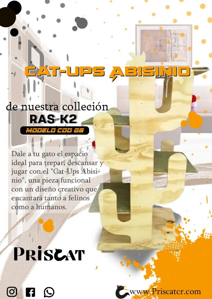 8- T. Cat-Ups Abisinio