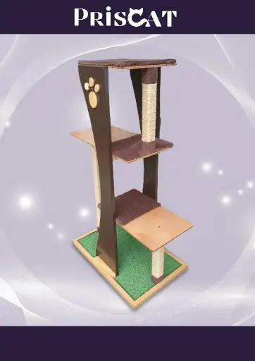 11- T. Urbana Sphynx - CN